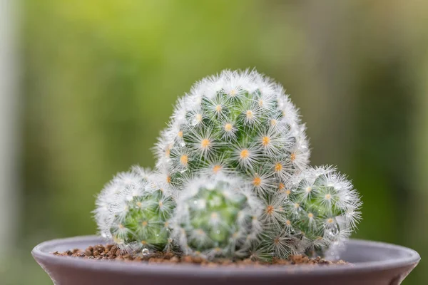 Közelkép Cserepes Mammillaria Kaktusz Zöld Természetű Háttér — Stock Fotó