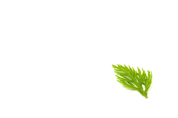 Selaginellaceae Leaves White Background — Stock Photo, Image