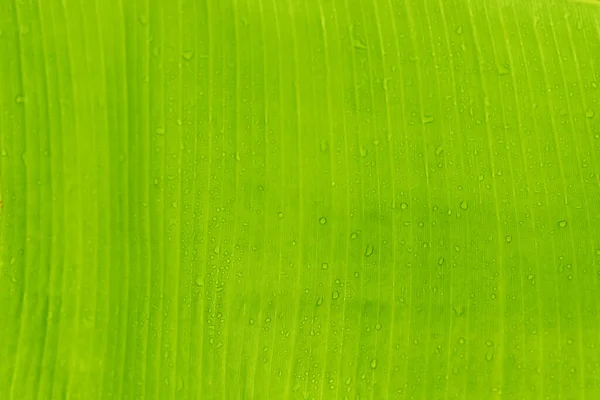 Green banana leaf texture use for background