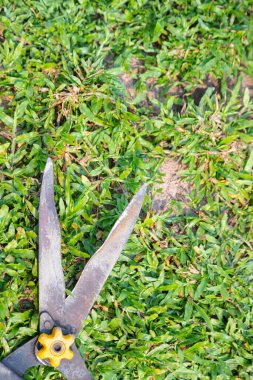 Grass shears on the green grass, hobby and gardening concept