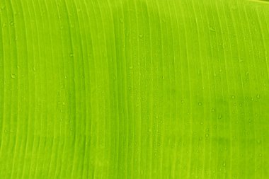 Arkaplan için yeşil muz yaprağı dokusu kullanımı