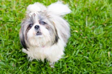 Bahçe arka planında sevimli Shih Tzu köpeği
