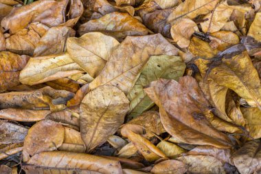 Kurumuş yapraklar arka plan için ideal.