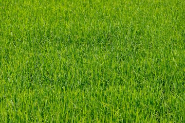 peyzaj pirinç yeşil tarla doğa arka planı