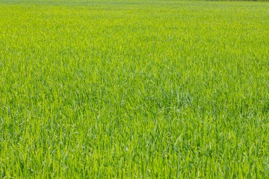 peyzaj pirinç yeşil tarla doğa arka planı