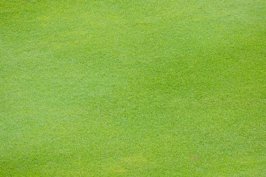 Golf sahasında yeşil çimenler.