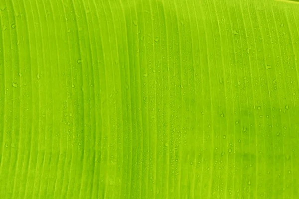 Green banana leaf texture use for background