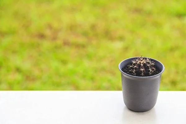 Gymno Bardianum Cactus Black Pot Table Background — Fotografia de Stock