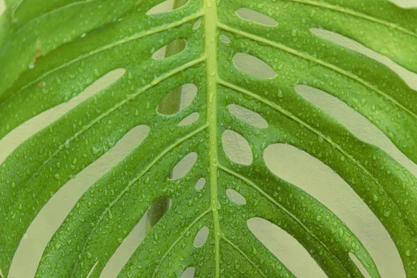 Monstera Leaf Pattern Fresh Drops Water Nature Background — стоковое фото