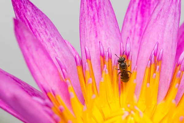 Stock image Purple lotus petals and bee nature background