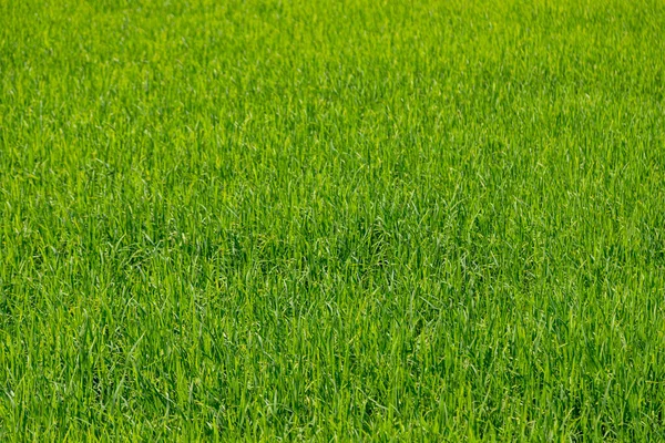 Τοπίο Ρύζι Πράσινο Πεδίο Γεωργία Φύση Υπόβαθρο — Φωτογραφία Αρχείου