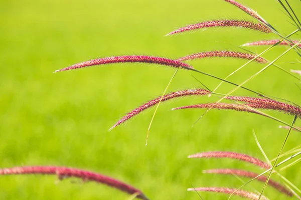 stock image Pennisetum grass flowers in garden nature green background