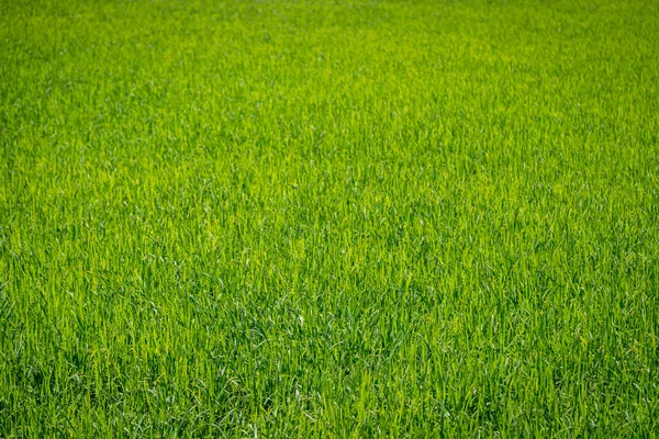 Paesaggio Riso Campo Verde Agricoltura Natura Sfondo — Foto Stock