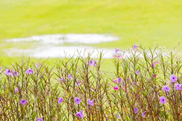 Flowers Ruellia tuberosa by the golf course with nature background