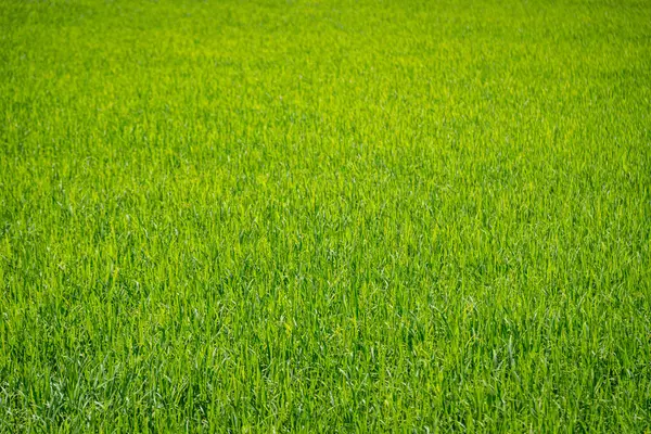 Ландшафтний Рис Зелене Поле Сільське Господарство Фон Природи — стокове фото