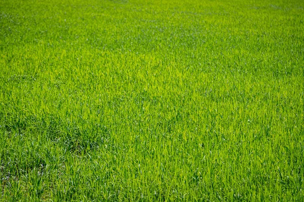 Peyzaj Pirinç Yeşil Tarla Doğa Arka Planı — Stok fotoğraf