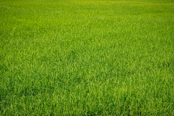 Krajobraz Ryż Zielony Pole Rolnictwo Natura Tło — Zdjęcie stockowe