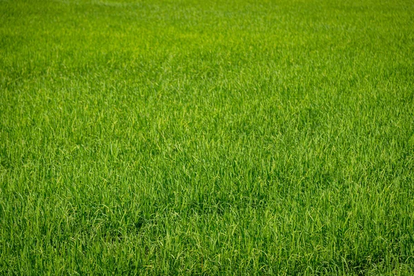 Peyzaj Pirinç Yeşil Tarla Doğa Arka Planı — Stok fotoğraf