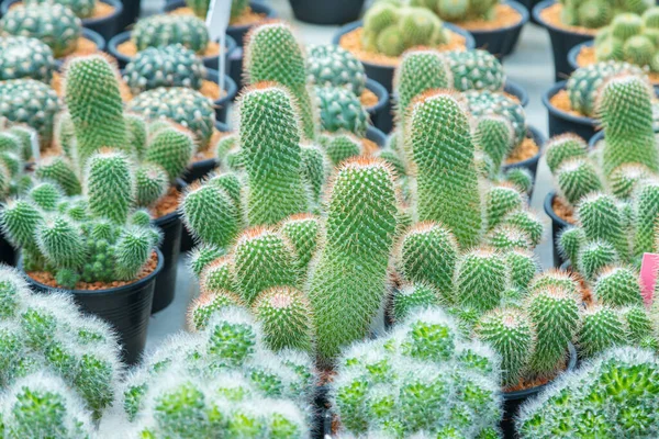 Közelkép Gyönyörű Trópusi Kaktuszok Kertben — Stock Fotó