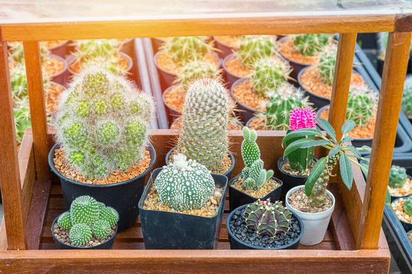 Közelkép Gyönyörű Trópusi Kaktuszok Kertben — Stock Fotó