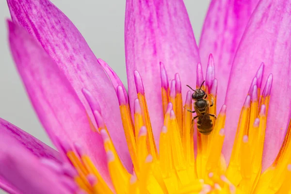Purpurowe Płatki Lotosu Tło Pszczoły — Zdjęcie stockowe