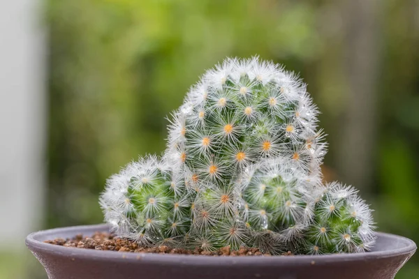 Primo Piano Mammillaria Vaso Cactus Con Sfondo Verde Natura — Foto Stock