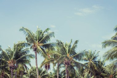Big tall coconut trees on the beach by the sea with blue sky background