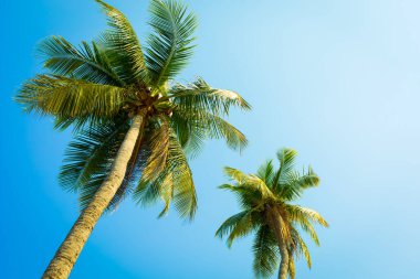 Sahilde hindistan cevizi ağacı var.