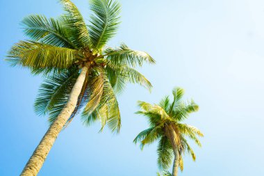 Sahilde hindistan cevizi ağacı var.