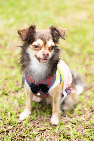 Lang Haar Chihuahua Hond Spelen Met Een Wazig Groen Gazon — Stockfoto