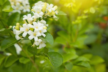 Güzel beyaz Murraya çiçekleri çiçek açıyor ve bahçenin arka planında güzel kokulu.