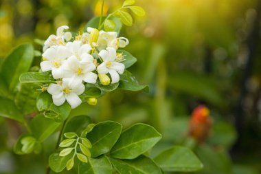 Güzel beyaz Murraya çiçekleri çiçek açıyor ve bahçenin arka planında güzel kokulu.