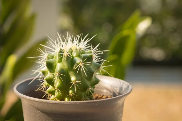 Immagine Primo Piano Piccolo Echinocactus Grusonii Cactus Palla Oro Giardino — Foto Stock