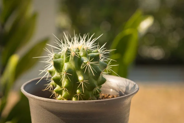 Immagine Primo Piano Piccolo Echinocactus Grusonii Cactus Palla Oro Giardino — Foto Stock