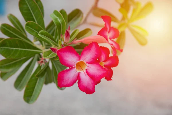Pembe Adenyum Çiçekleri Arka Plan Için Doğa Kullanımı — Stok fotoğraf