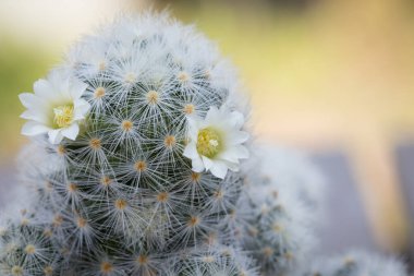 Mammillaria schiedeana ile küçük beyaz çiçek yeşil bulanık bokeh doğa arka plan, acemi için kolay kolej küçük kaktüs koyabilirsiniz çalışma masasının pencerelerine yakın ve büyümesini görebilirsiniz
