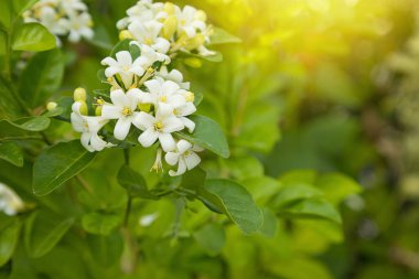 Güzel beyaz Murraya çiçekleri çiçek açıyor ve bahçenin arka planında güzel kokulu.