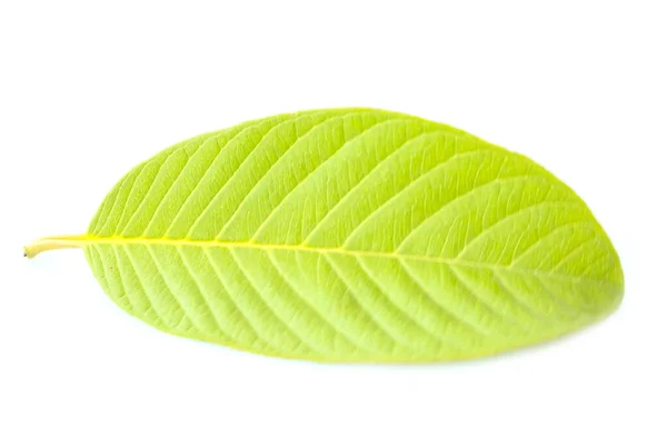 Liście Guawy Tekstury Białym Tle — Zdjęcie stockowe