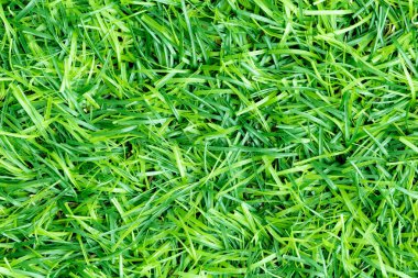 Doğal bahçe dekorasyonu için yeşil yapay çimen arka planı