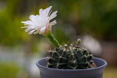 Yakın plan Kaktüs (Gymno) Pembe Çiçek çiçek açan doğa arkaplanı