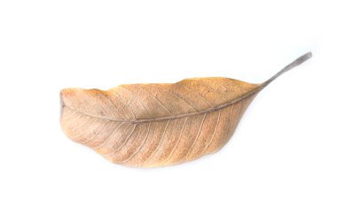 Beyaz arkaplanda kuru yaprak dokusu