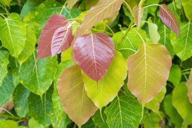 Kalp şeklinde bodhi yaprakları ağaçlarda, doğa arka planında.