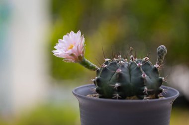 Yakın plan Kaktüs (Gymno) Pembe Çiçek çiçek açan doğa arkaplanı