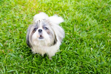 Bahçe arka planında sevimli Shih Tzu köpeği