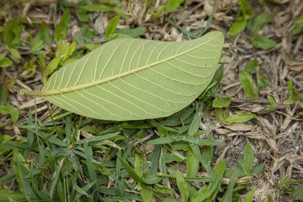 stock image Fresh leaves fall on the grass nature background