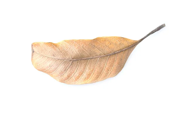 Dry Leaves Texture White Background — Stock Photo, Image