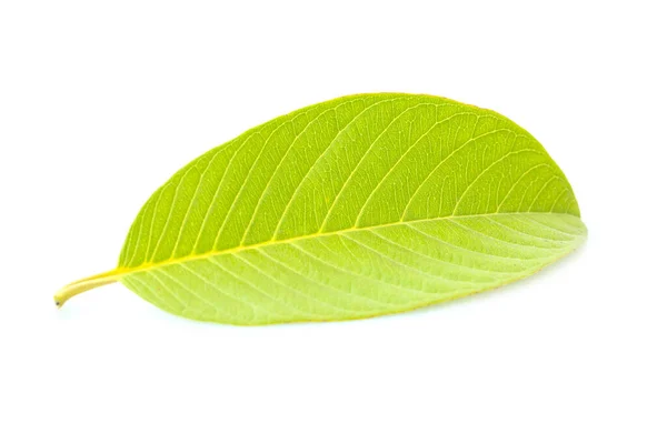Листья Гуавы Белом Фоне — стоковое фото