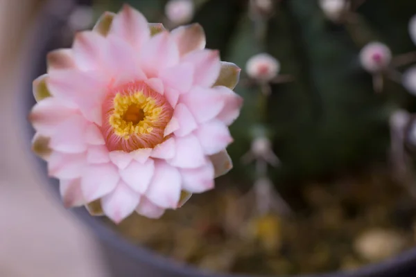 Primo Piano Cactus Gymno Rosa Fiore Fioritura Fiore Natura Sfondo — Foto Stock