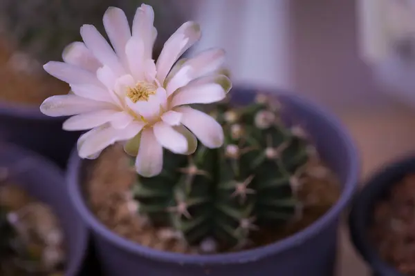 Primo Piano Cactus Gymno Rosa Fiore Fioritura Fiore Natura Sfondo — Foto Stock