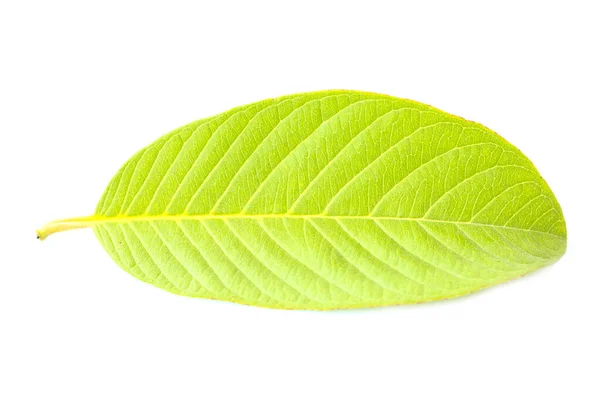 Leaves Guava Texture White Background — Stock Photo, Image